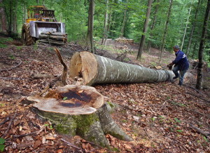 BOSNIA-FORESTRY-LOGGING-ENVIRONMENT